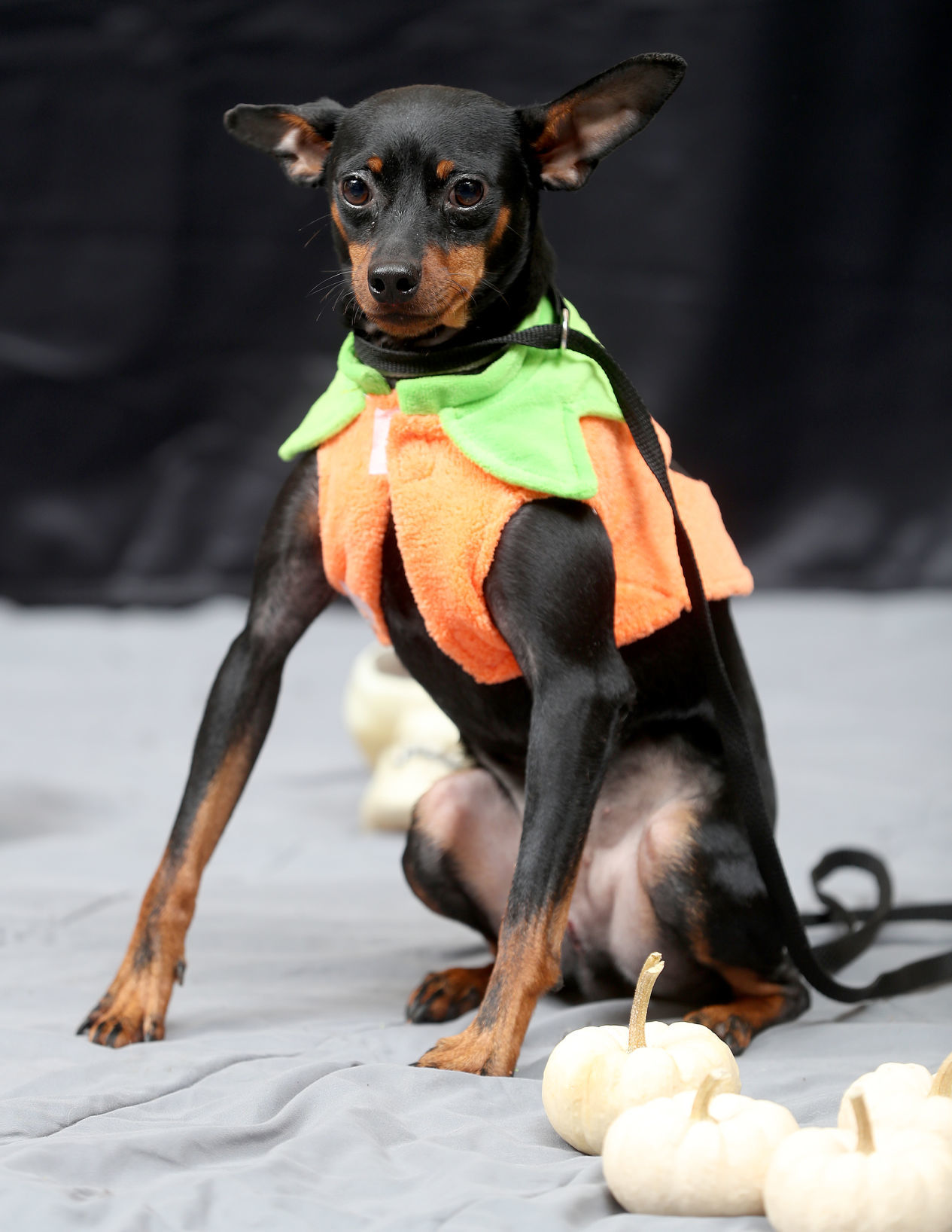 102119bp-dogs-of-halloween-03